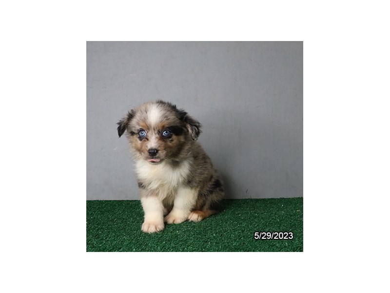 Australian Shepherd
