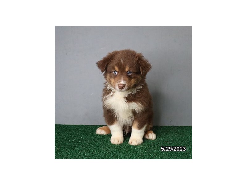 Australian Shepherd