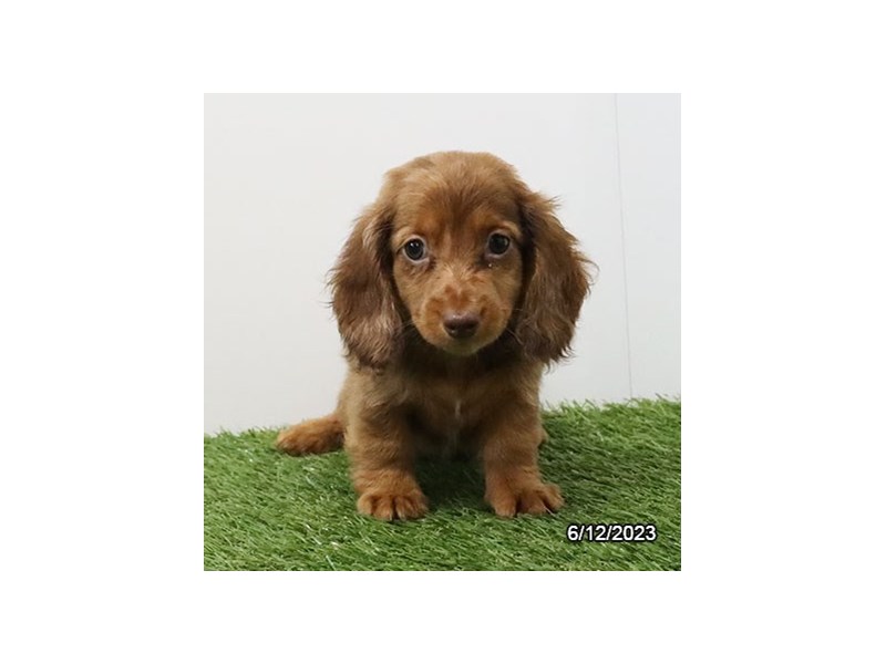 Dachshund