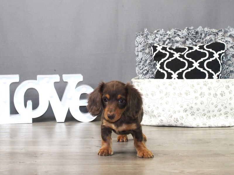 Dachshund