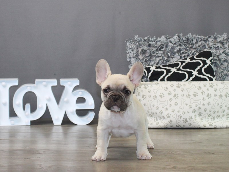 French Bulldog
