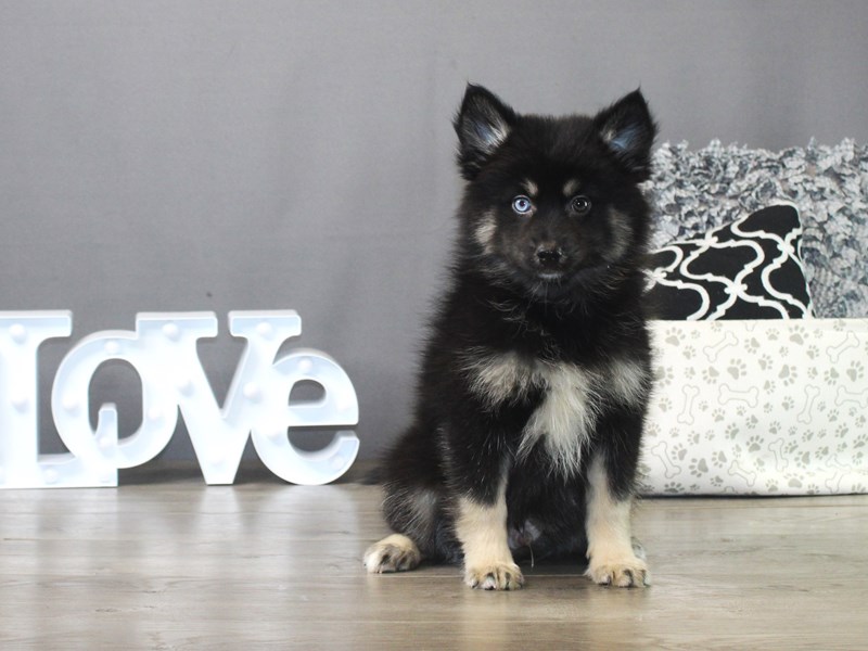 Pomsky