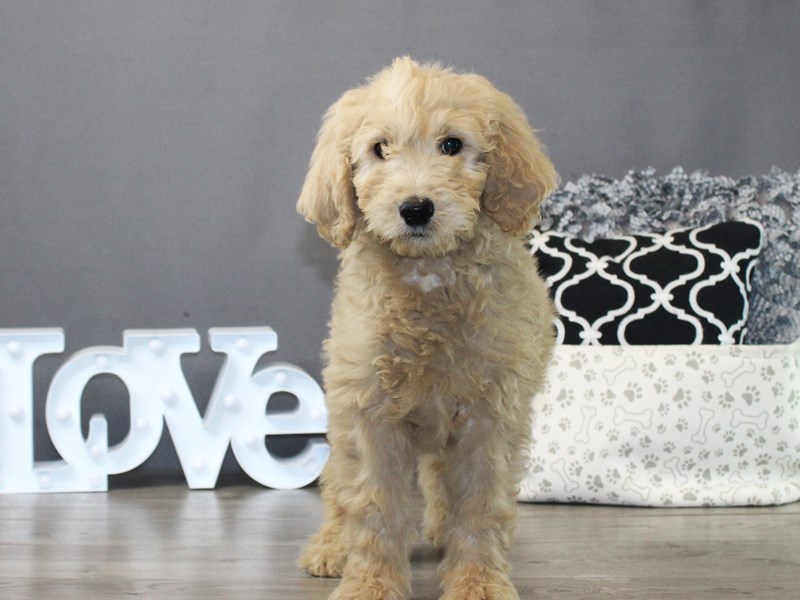 Standard Goldendoodle – JOJO