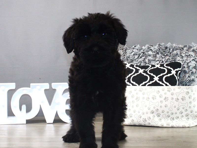 Giant Schnauzer