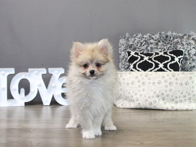 Pomeranian