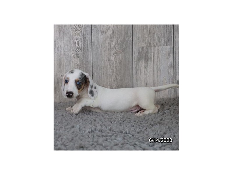 Dachshund