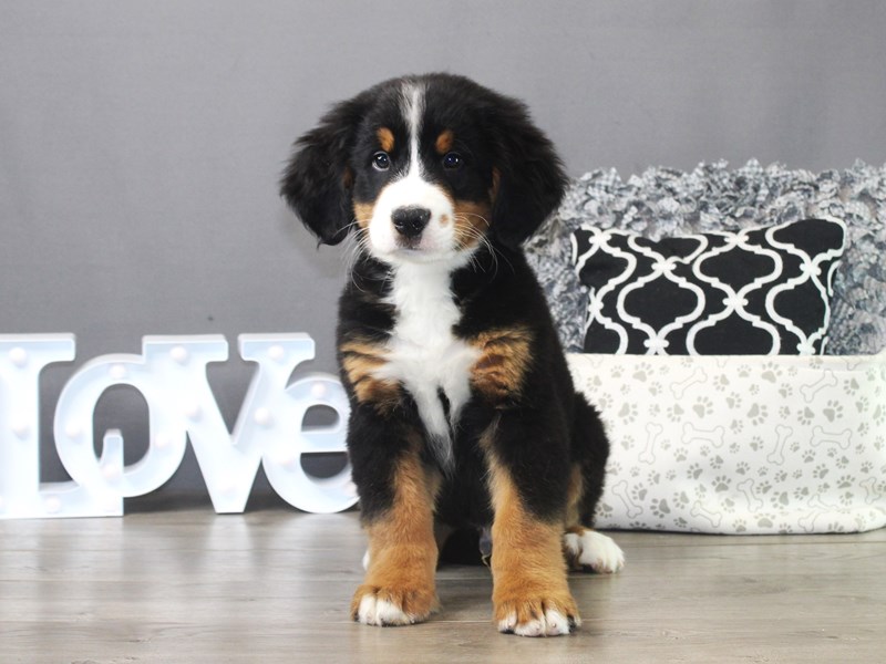Bernese Mountain Dog – Remmington