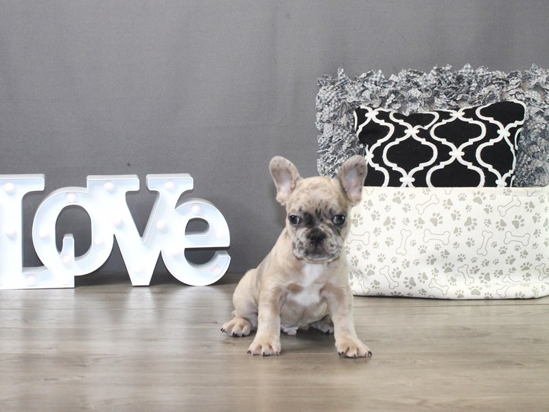 French Bulldog