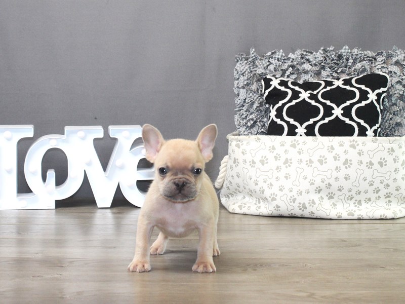 French Bulldog