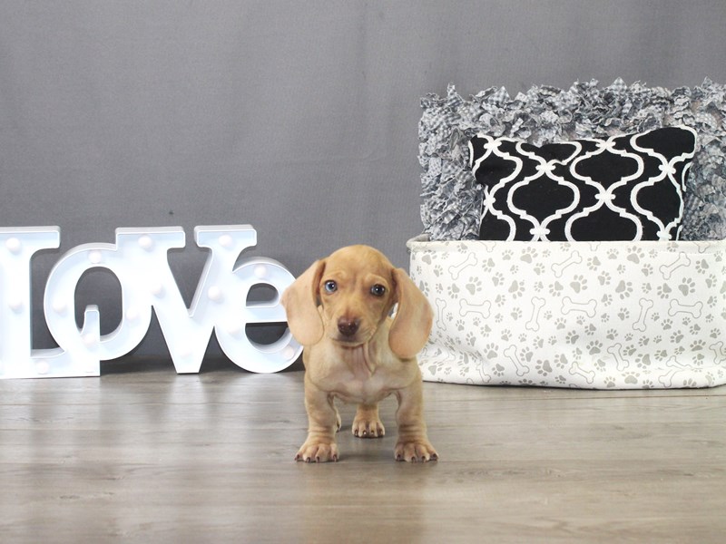 Dachshund