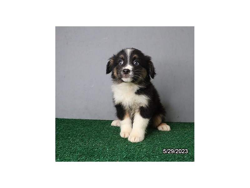Australian Shepherd