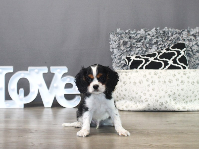 Cavalier King Charles Spaniel