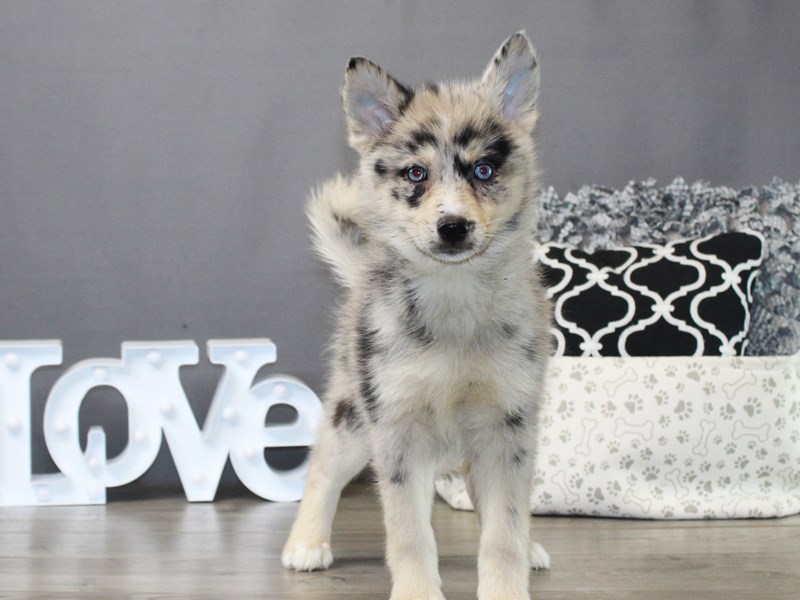 Pomsky