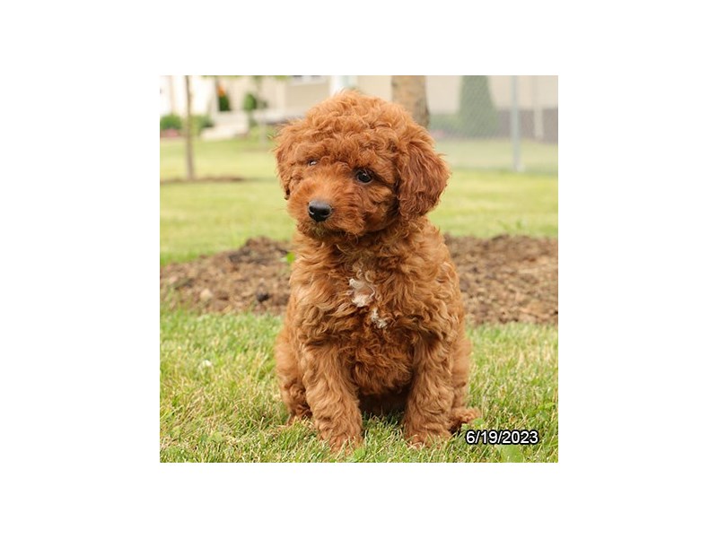 Mini Goldendoodle – Brownie