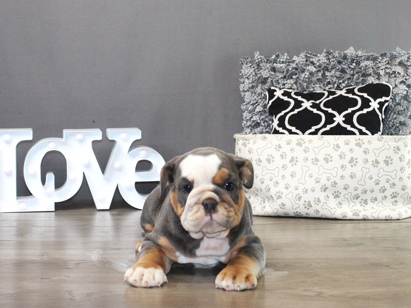 Olde English Bulldogge