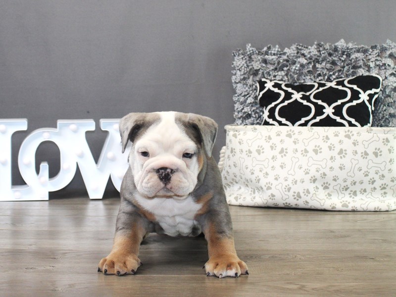 Olde English Bulldogge – Stitch