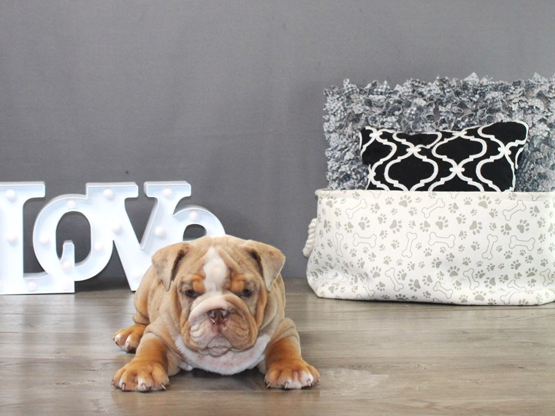 Olde English Bulldogge