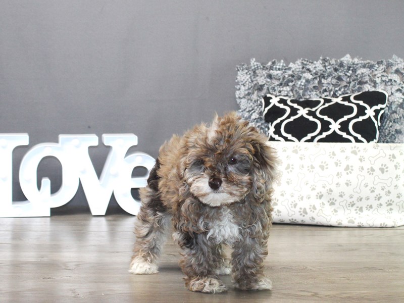 Mini Labradoodle – Miller
