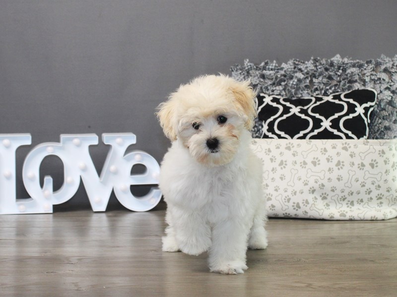 Maltipoo