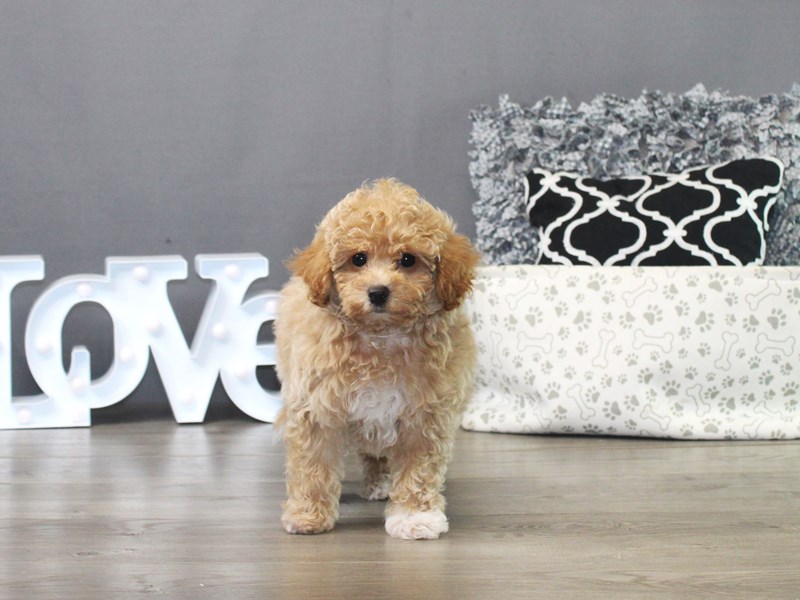 Bichonpoo