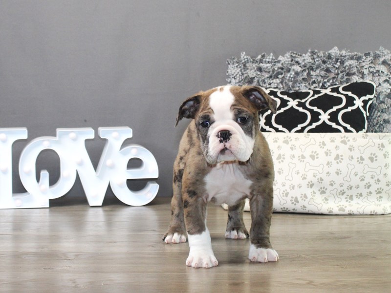 Mini Bulldog