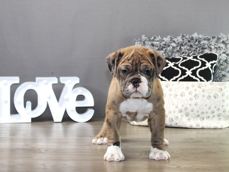Mini Bulldog
