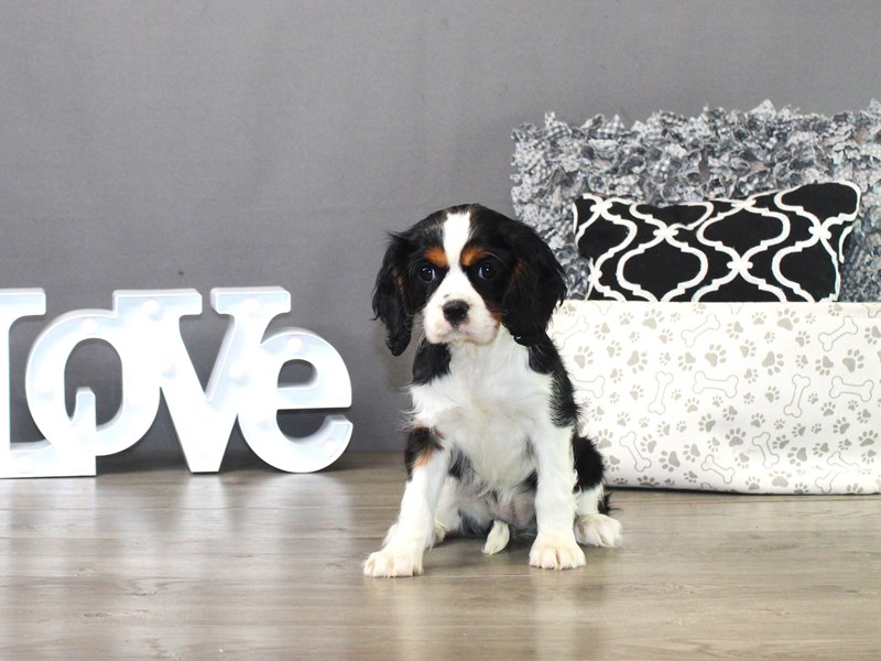 Cavalier King Charles Spaniel – LULU ROSE