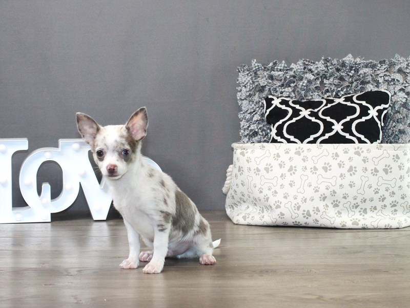 Chihuahua