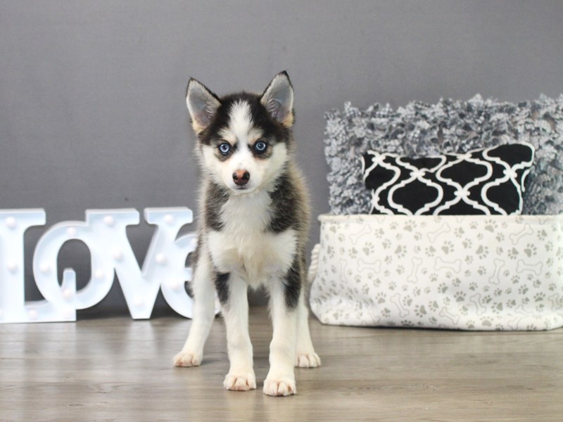 Pomsky