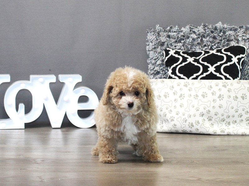 Poodle