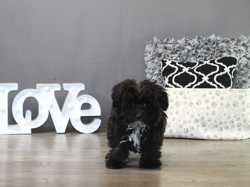 Yorkiepoo