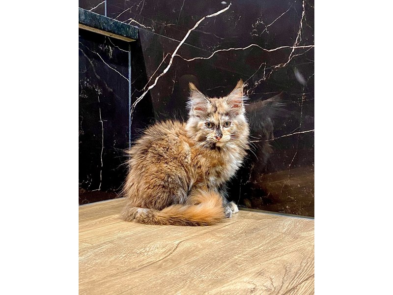 Maine Coon