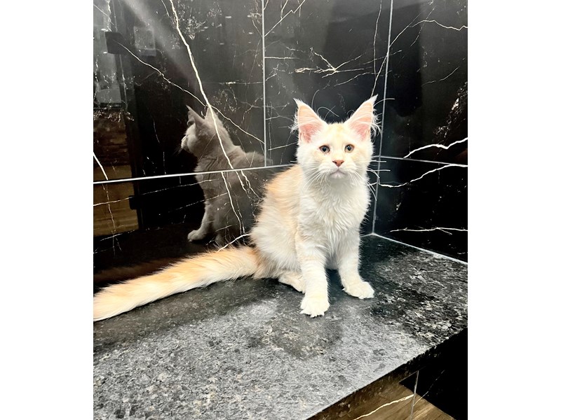 Maine Coon