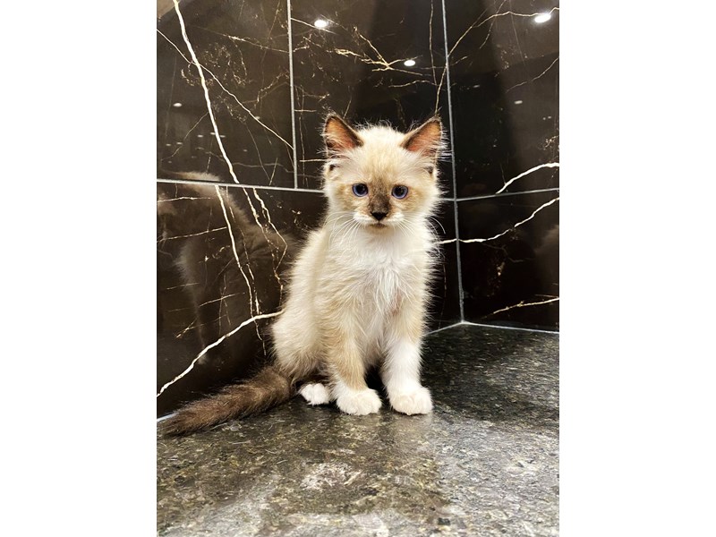 Ragdoll