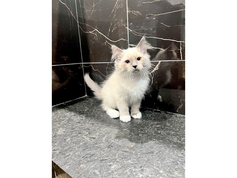 Ragdoll – Zinky