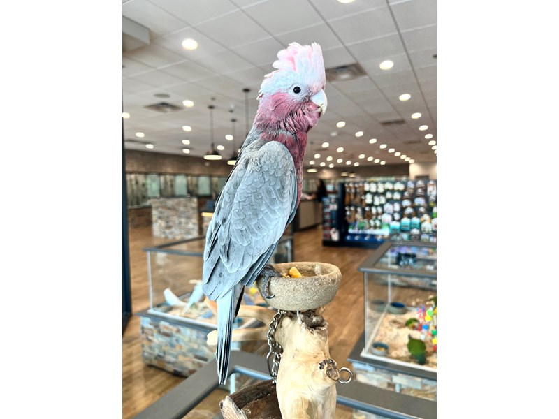 Rose Breasted Cockatoo