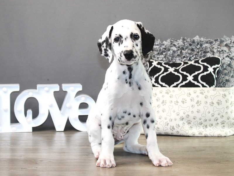 Dalmatian