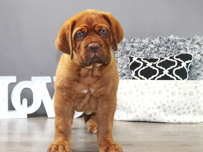 Dogue De Bordeaux