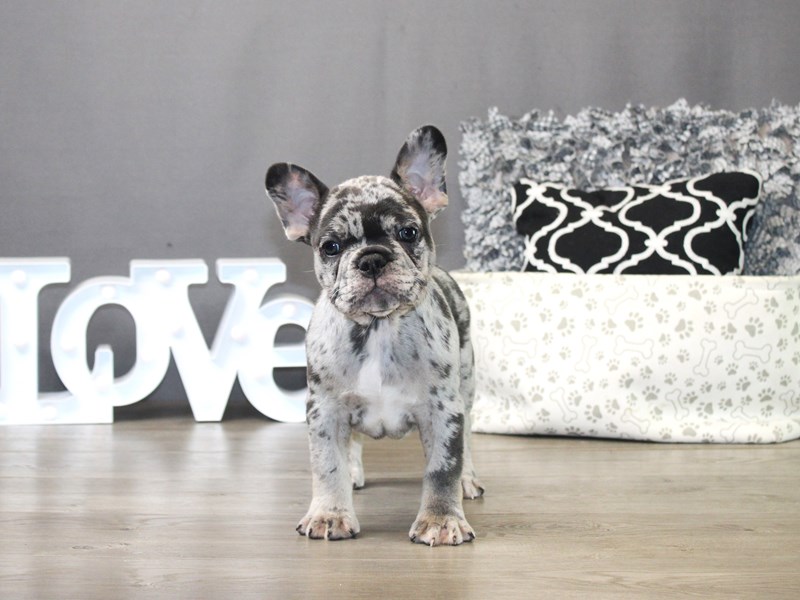 French Bulldog