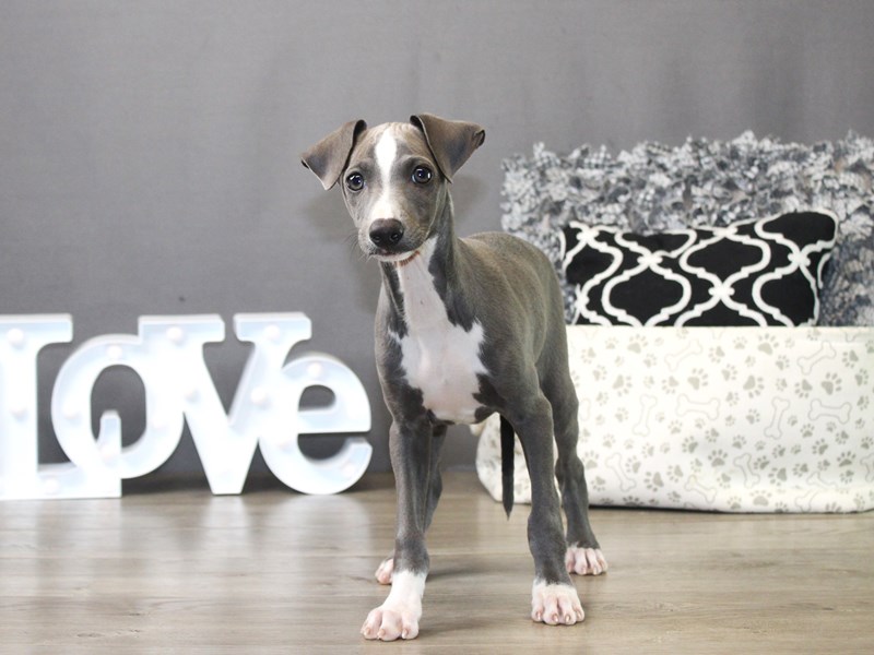 Italian Greyhound