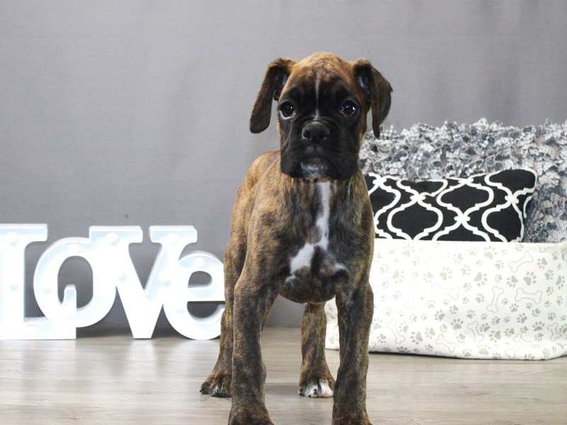 Boxer