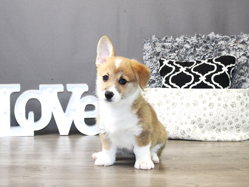 Pembroke Welsh Corgi