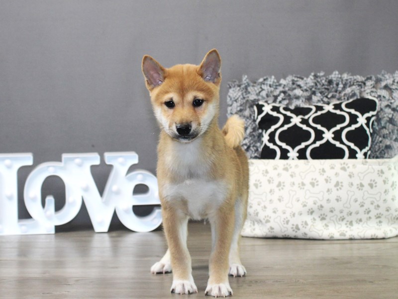 Shiba Inu