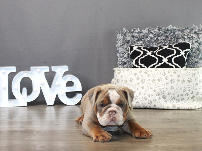 Olde English Bulldogge