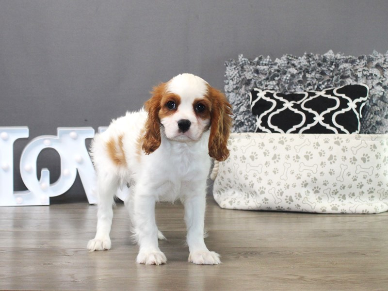 Cavalier King Charles Spaniel
