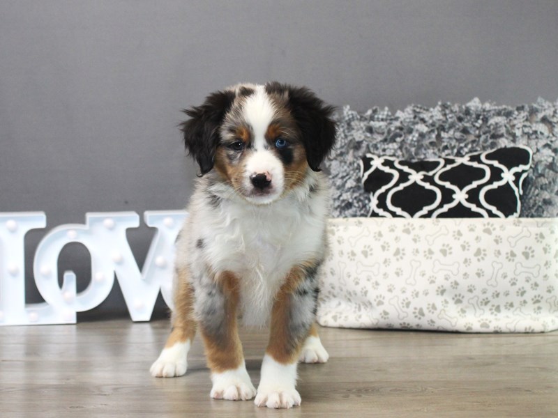 Miniature American Shepherd