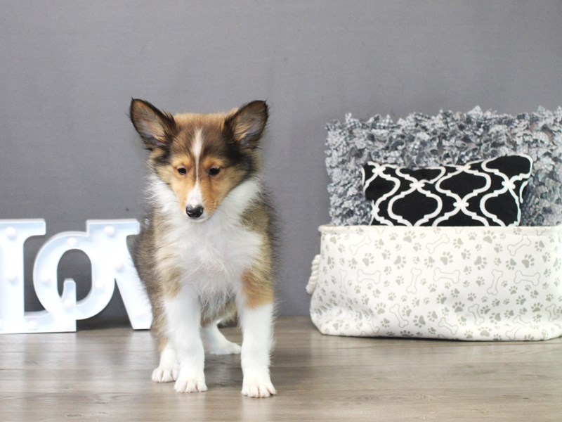 Shetland Sheepdog