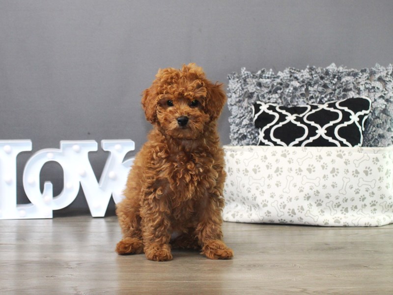 Cavapoo
