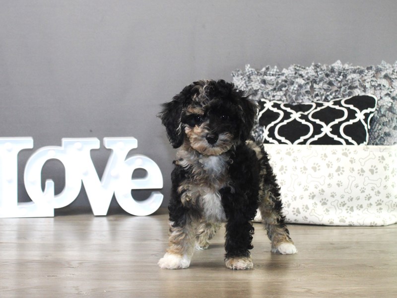 Bichonpoo