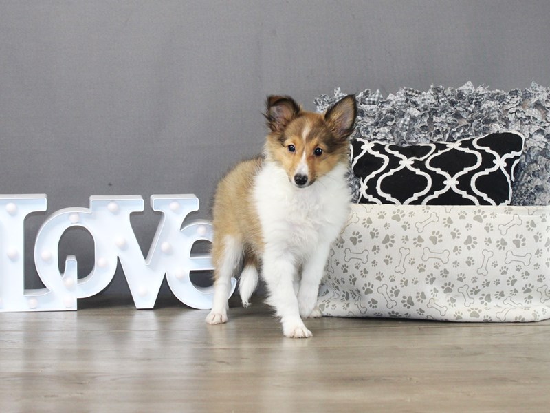 Shetland Sheepdog
